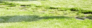 Grass Texture Banner